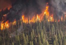 Orman Yangınına Neden Olma Suçu ve Cezası